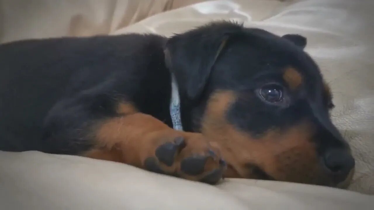 Adorable puppy gets caught with uncontrollable hiccups