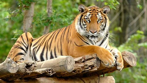 Royal bengal tiger