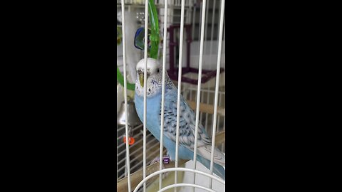 Parakeet