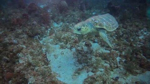 Loggerhead Sea Turtle