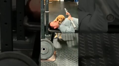 COMO SERIA O SEU PET NA ACADEMIA? #SHORTS