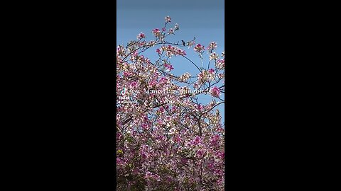 How Many Hummingbirds Do You See? LA US