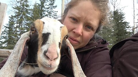 Good, Gorgeous, and Gross Baby Goats