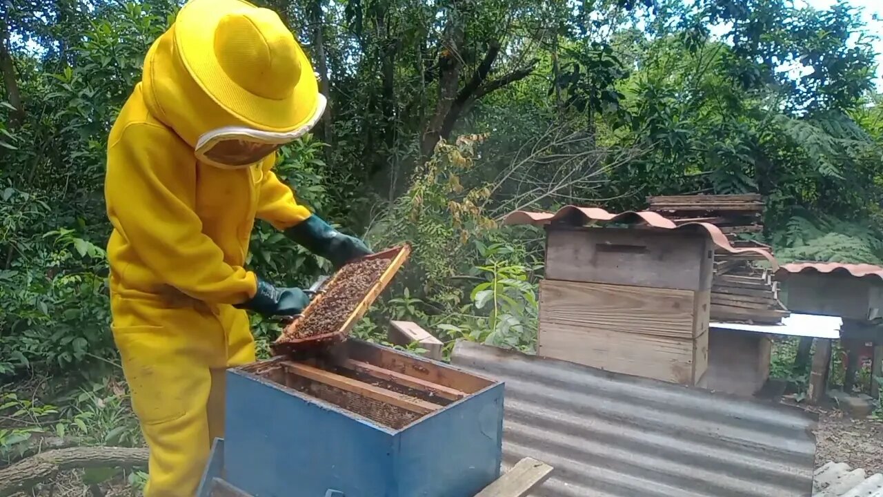 levei duas caixas do terraço para o apiario carioca 1..uma surpresa no apiário 🐿️