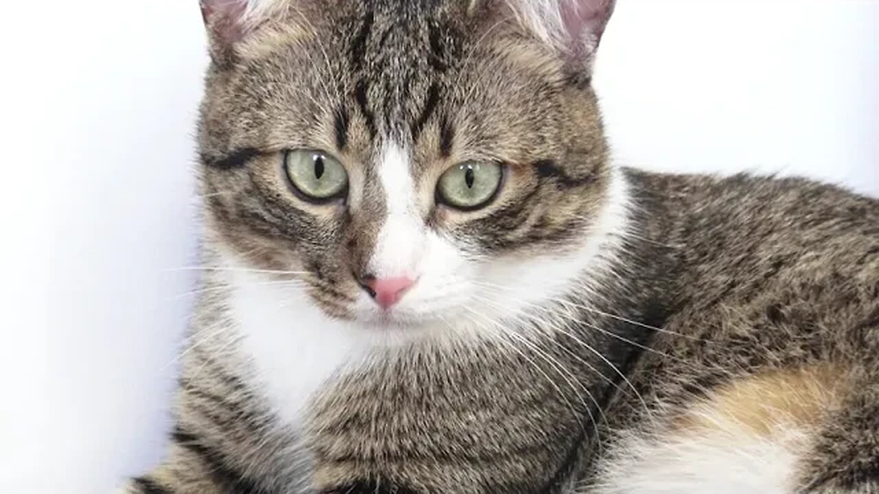 This Cute Cat Is Very Attentive