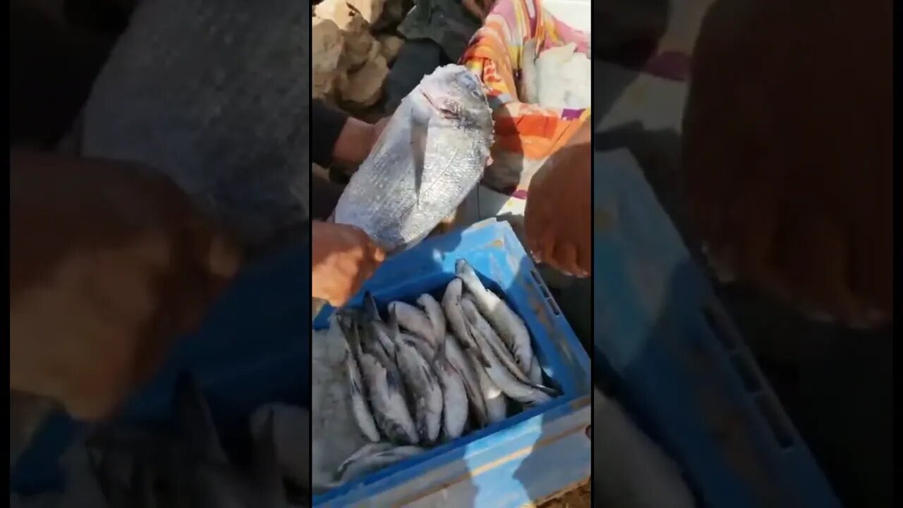 خيرات بوجدور 🐟🐟 حصيلة ملكية اللهم بارك 😍 #ملتقى_الرياس