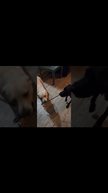 Dogs just wanna have fun