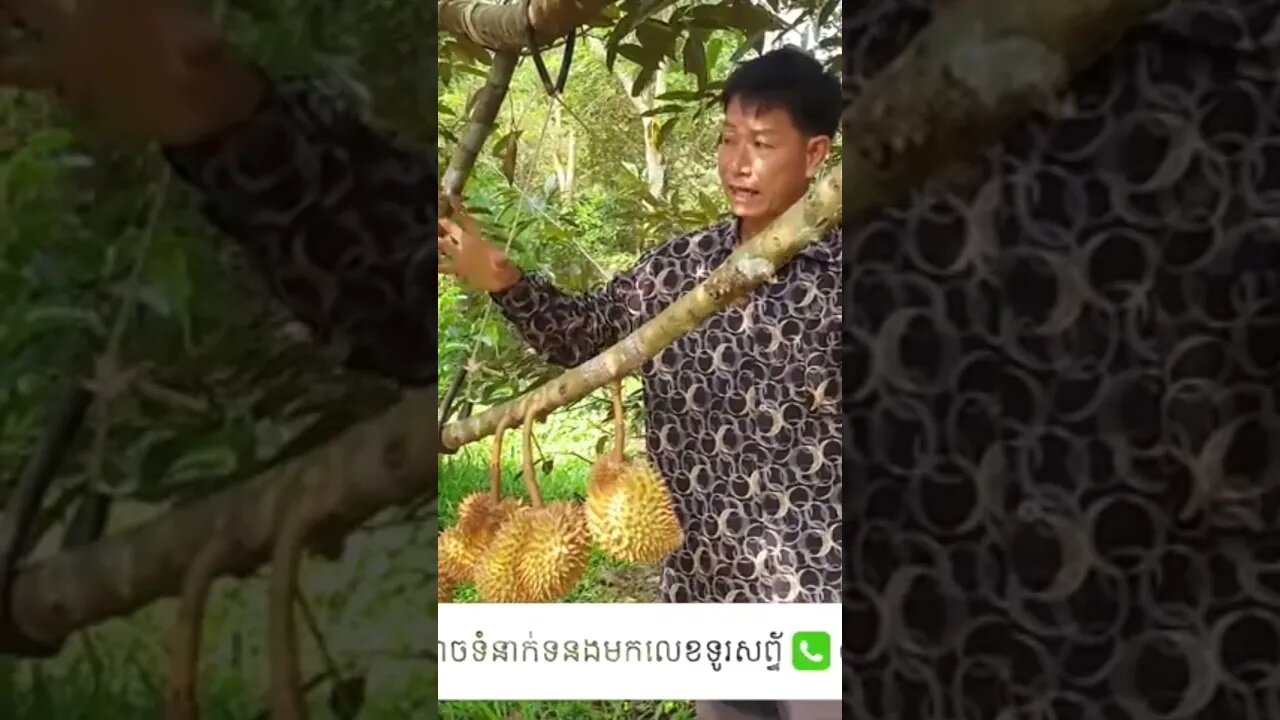 #shorts ដំណាំទុរេន, Durian Cambodia