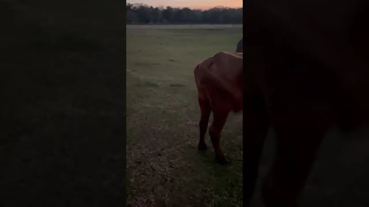 Cow Paradise! #cattlefarm #cattle #cattleranch #cow #cows #cowvideos #greenday #paradise #shorts