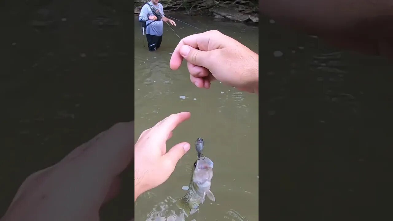 Rock bass creek fishing!