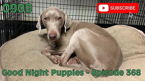 [0909] GOOD NIGHT PUPPIES - EPISODE 368 [#dogs #doggos #doggos #puppies #dogdaycare]