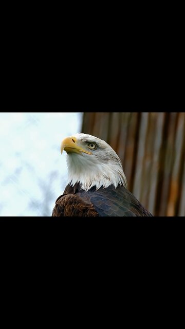 May God Bless America