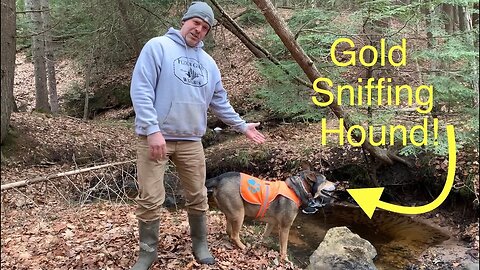 Worlds only GOLD sniffing dog !