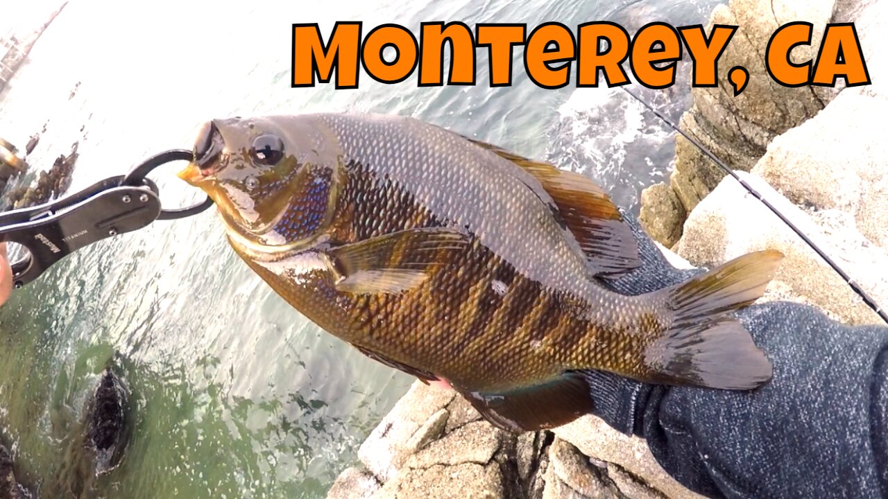 Huge Surfperch :D?! Rock Fishing Monterey CA