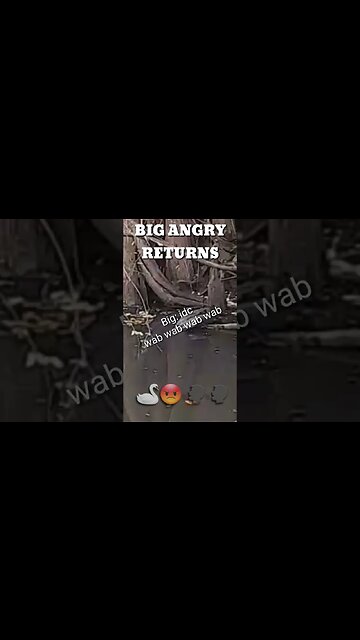 BIG ANGRY RETURNS #shorts #funny #animals