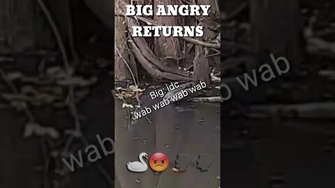 BIG ANGRY RETURNS #shorts #funny #animals