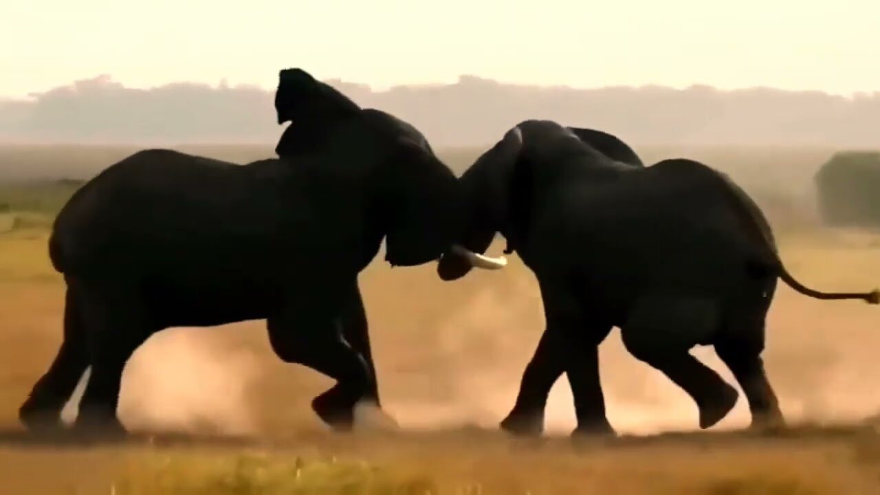 Animal fithting video-wild life-animal lovers-natural and animals-wild animals fithting video.