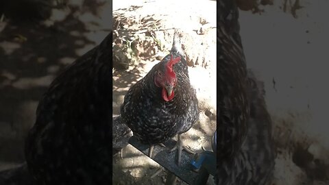 GALINHA EM BUSCA DE COMIDA EM