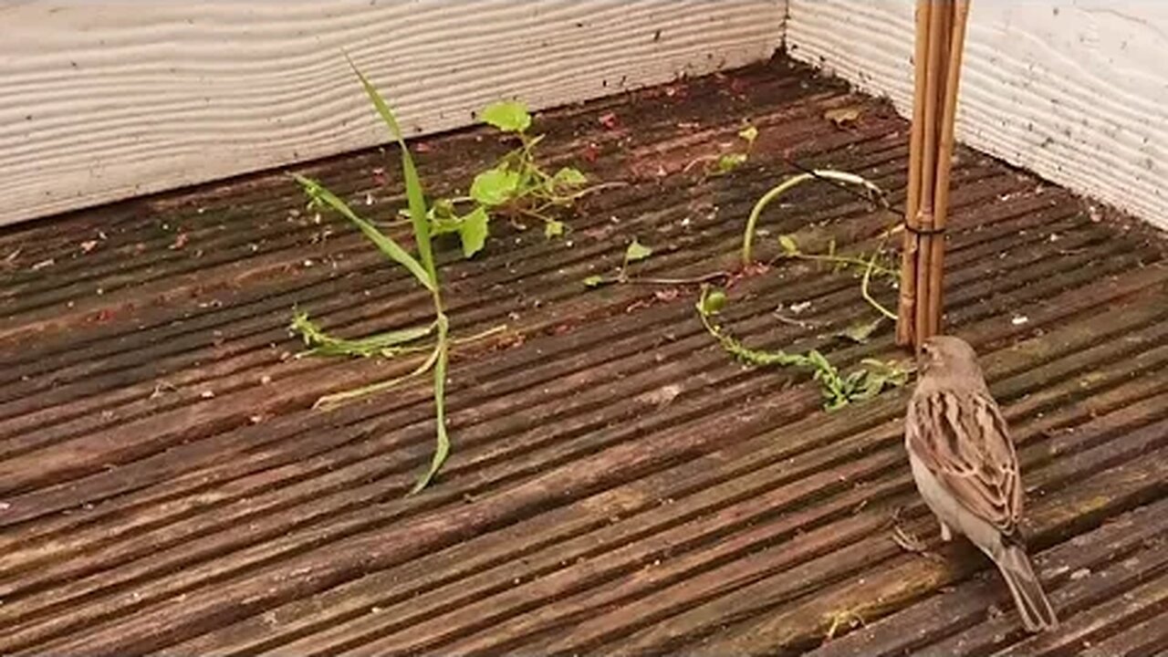 Foraging Sparrows on Balcony Garden