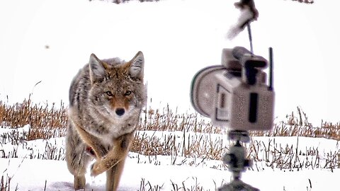 Coyote hunting with the Lucky Duck Predator Pros!