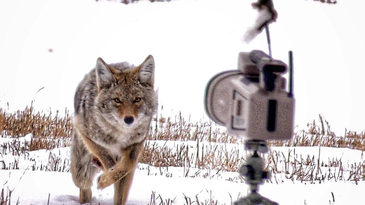 Coyote hunting with the Lucky Duck Predator Pros!