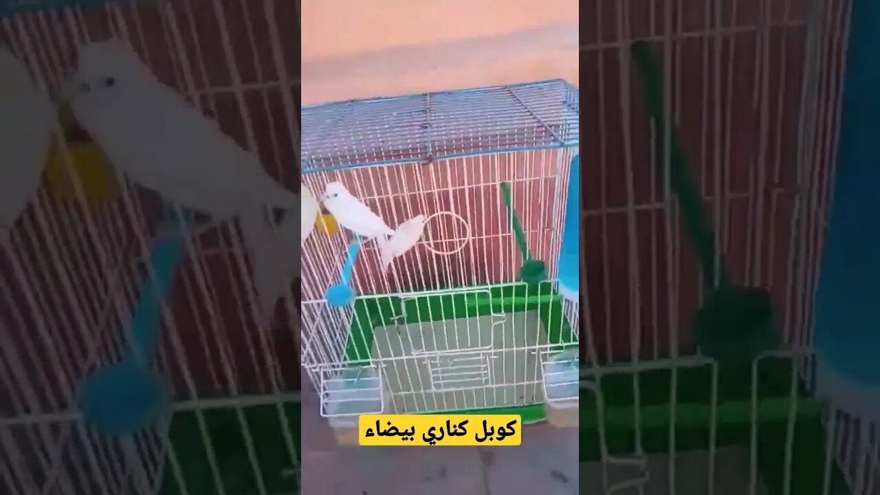 كوبل كناري بيضاء