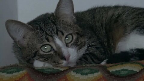 Kitten Likes to Sleep on the Pillow in the Evening