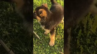 German Shepherd puppies.