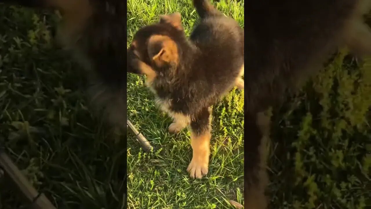 German Shepherd puppies.