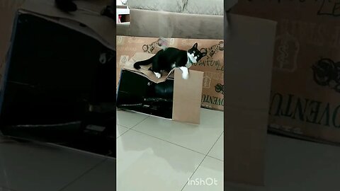 Gato Bartolomeu Tunico brincando 💕😺