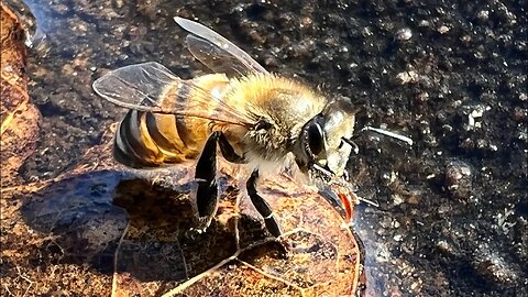 Honey Bee Stress Relief On A Below Freezing Night! Help Keep The Brood Alive! @jarheadpreparedness