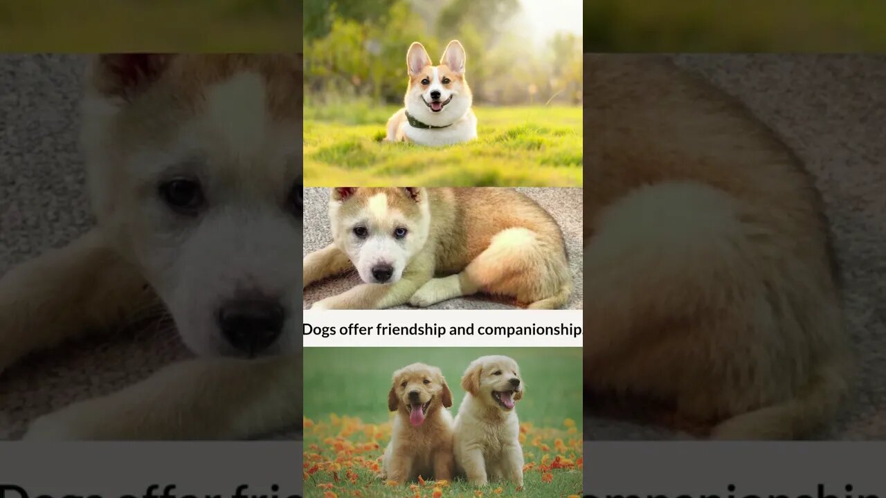 WHY IS A DOG IMPORTANT