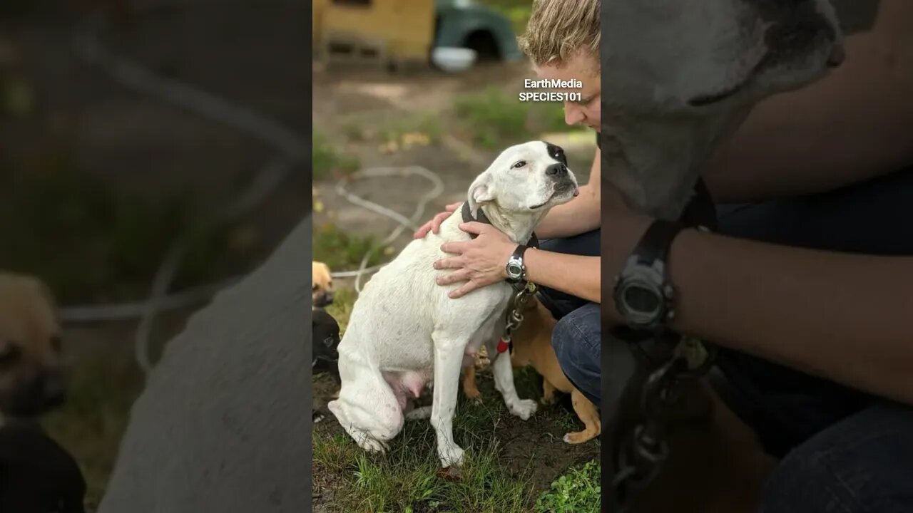 Coyote Packs Accept Abandoned Dog as Member of Band