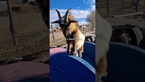 goats are thankful for a warm winter day #shorts #goats #farmlife #pets #animals #goat #viral