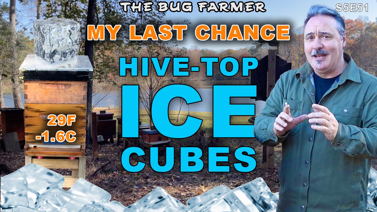 Last Chance - Preventing Hive-top Ice Cubes | 29F outside.