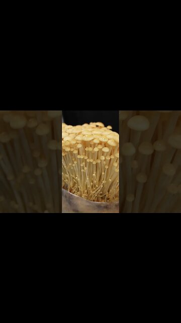 🍄 high CO2 golden enoki #shorts
