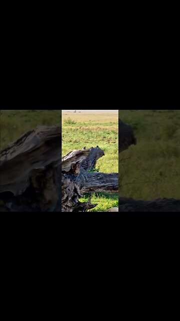 Lion Pride At Their Den #shorts | #ShortsAfrica