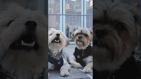 Cute dog Finally Revealed #twins #cutedog #photooftheday #beautiful #instagood #love #photography