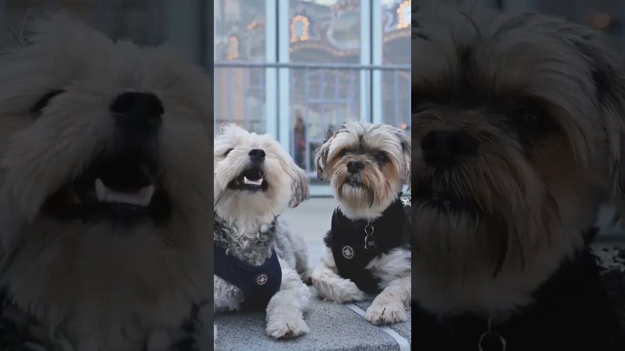 Cute dog Finally Revealed #twins #cutedog #photooftheday #beautiful #instagood #love #photography