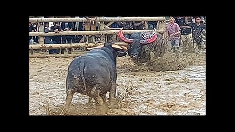 PESAWAT SUKOI VS NAYAK ‼️ KPTS ARENA PALAWA , TEDONG SILAGA