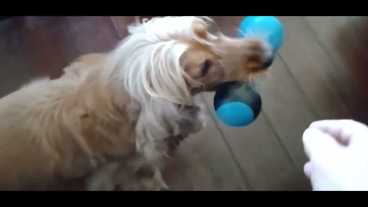 #dogshow , #animals , #dogs