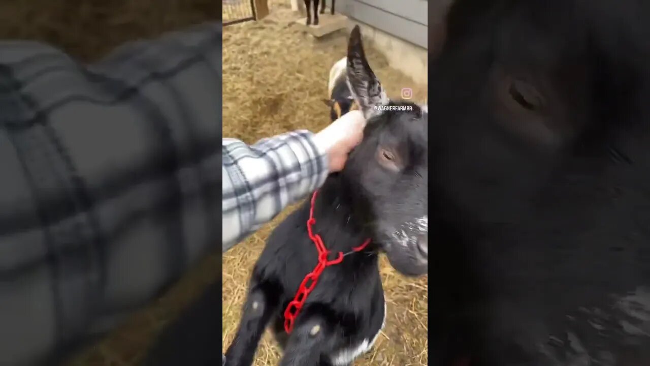 Our favorite farm floofsters!