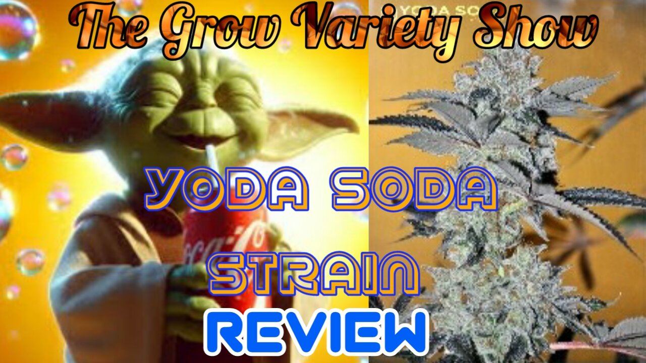 Yoda Soda strain Review