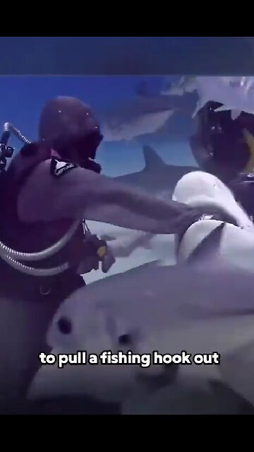 Shark and woman communicate