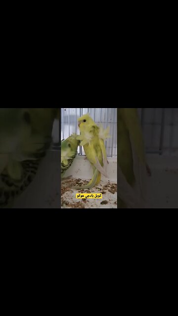 مسابقة أحسن طائر بادجي هوكو كيوت روعة