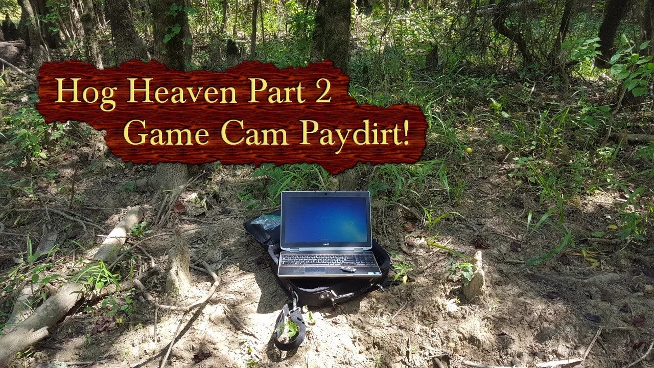 Hog Heaven Part 2 - Game Cam Paydirt!