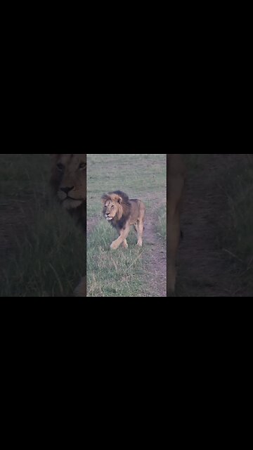 Maasai Mara Sightings Today 01/02/23 (Lions, Hyenas, etc) | Zebra Plains | #shorts | #ShortsAfrica