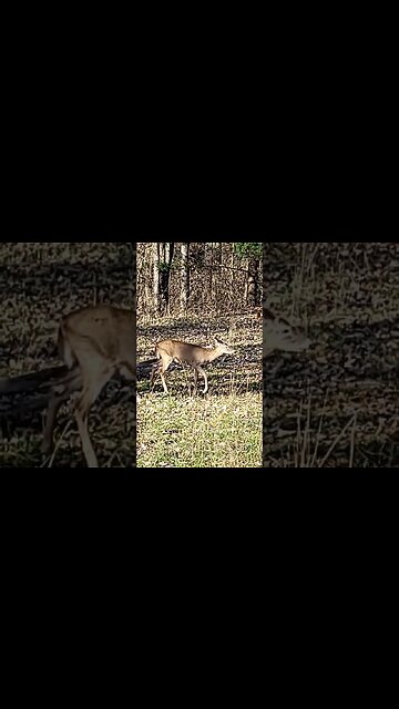 Scrawny Little Button Buck !