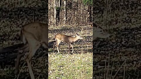 Scrawny Little Button Buck !