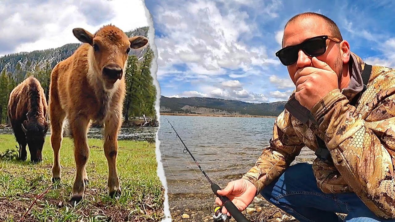 TROUT FISHING & Exploring YELLOWSTONE!!! BABY BISON, Bears & Wolves Encountered!